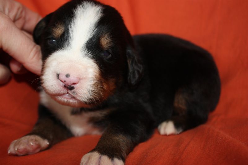 Gallery for l-litter-bernese