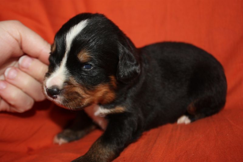 Gallery for l-litter-bernese