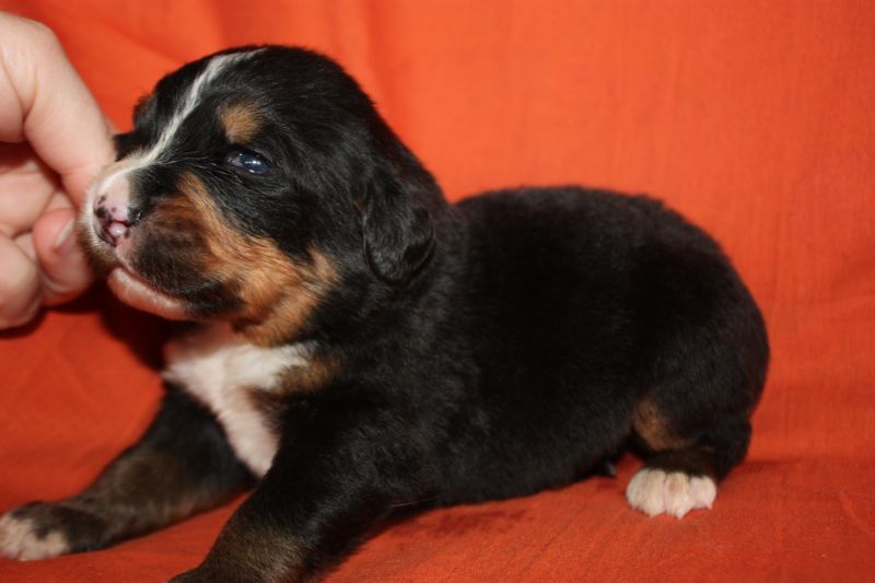 Gallery for l-litter-bernese