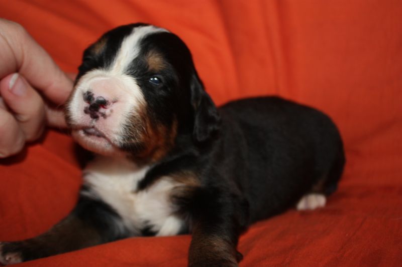 Gallery for l-litter-bernese