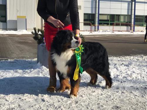 Gallery for g2-litter-bernese