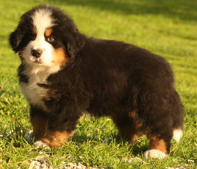 Gallery for s2-litter-bernese