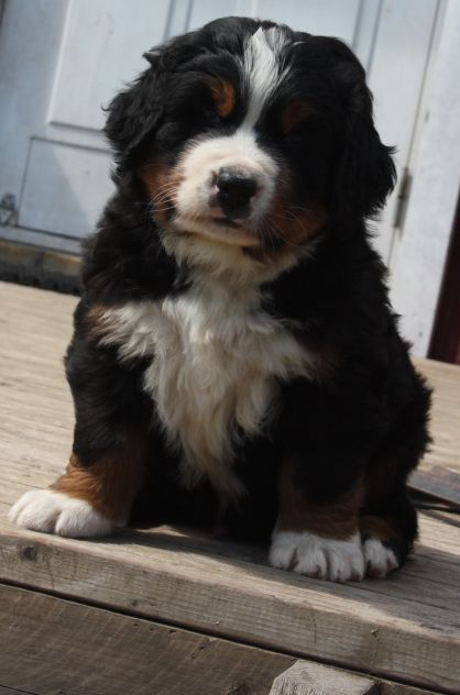 Gallery for t-litter-bernese
