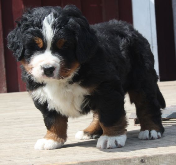 Gallery for t-litter-bernese