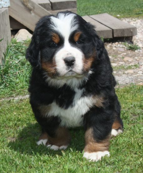 Gallery for t-litter-bernese