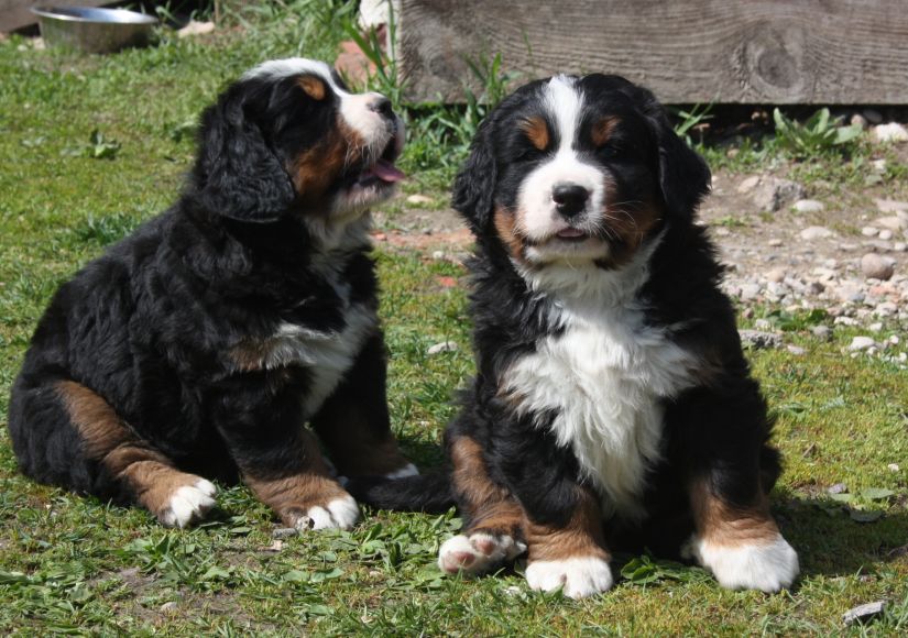 Gallery for t-litter-bernese
