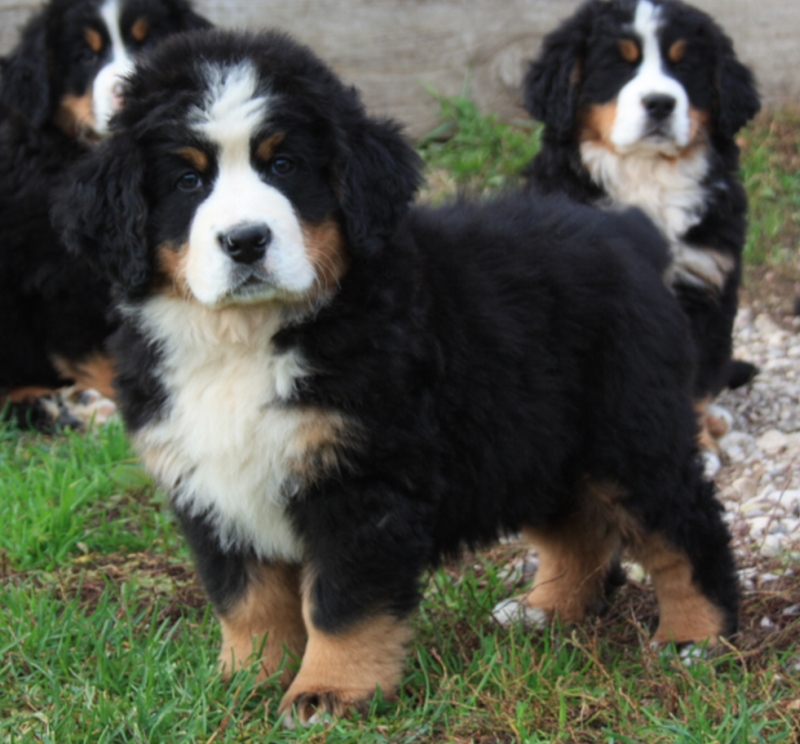 Gallery for u-litter-bernese