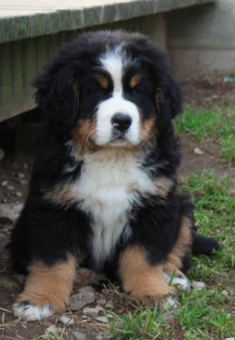 Gallery for u-litter-bernese