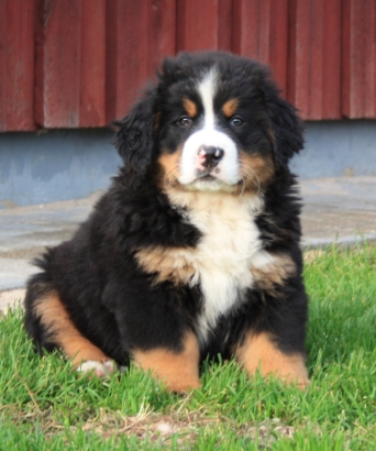 Gallery for u-litter-bernese