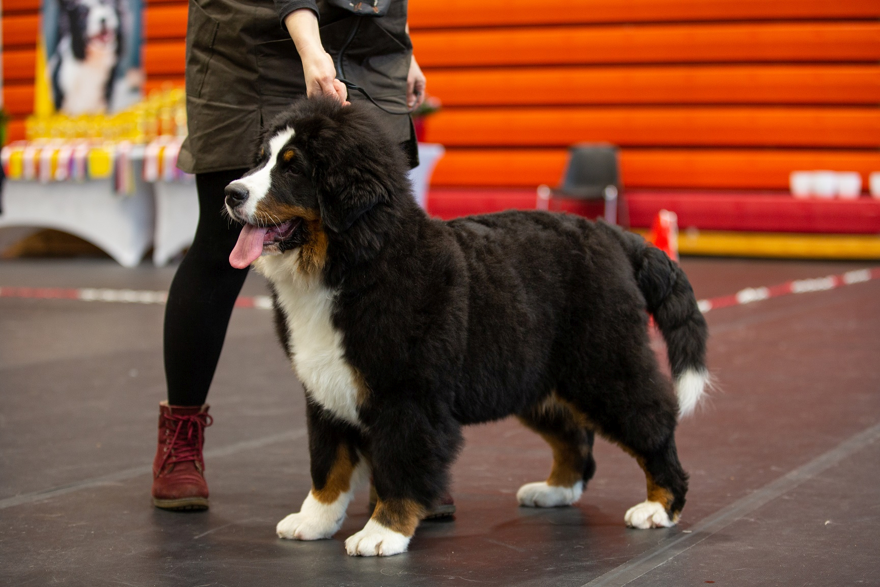 Gallery for l2-litter-bernese