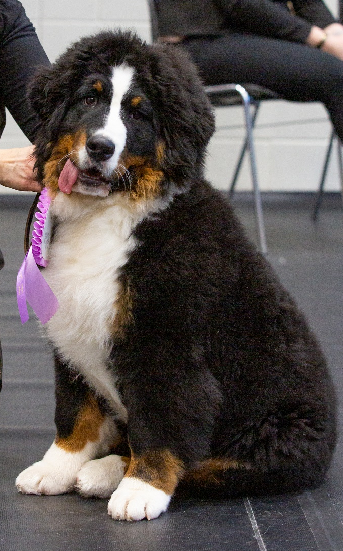 Gallery for l2-litter-bernese