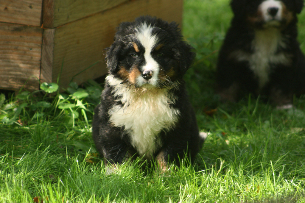 Gallery for l2-litter-bernese