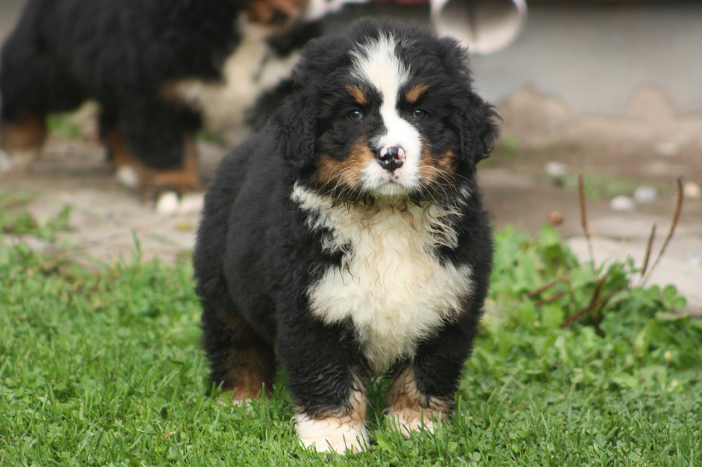 Gallery for l2-litter-bernese