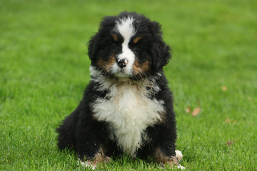 Gallery for l2-litter-bernese