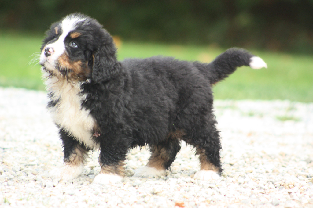 Gallery for l2-litter-bernese