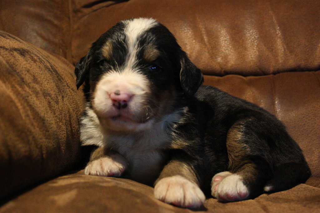 Gallery for d2-litter-bernese