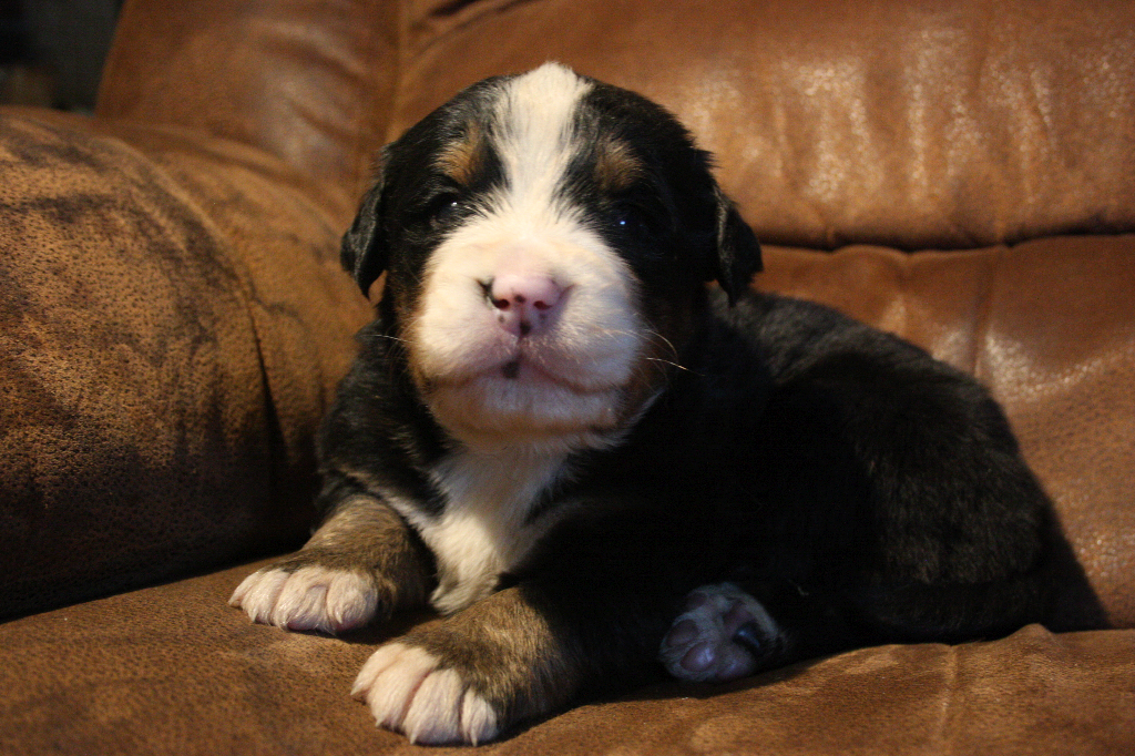 Gallery for d2-litter-bernese