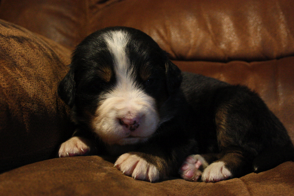 Gallery for d2-litter-bernese