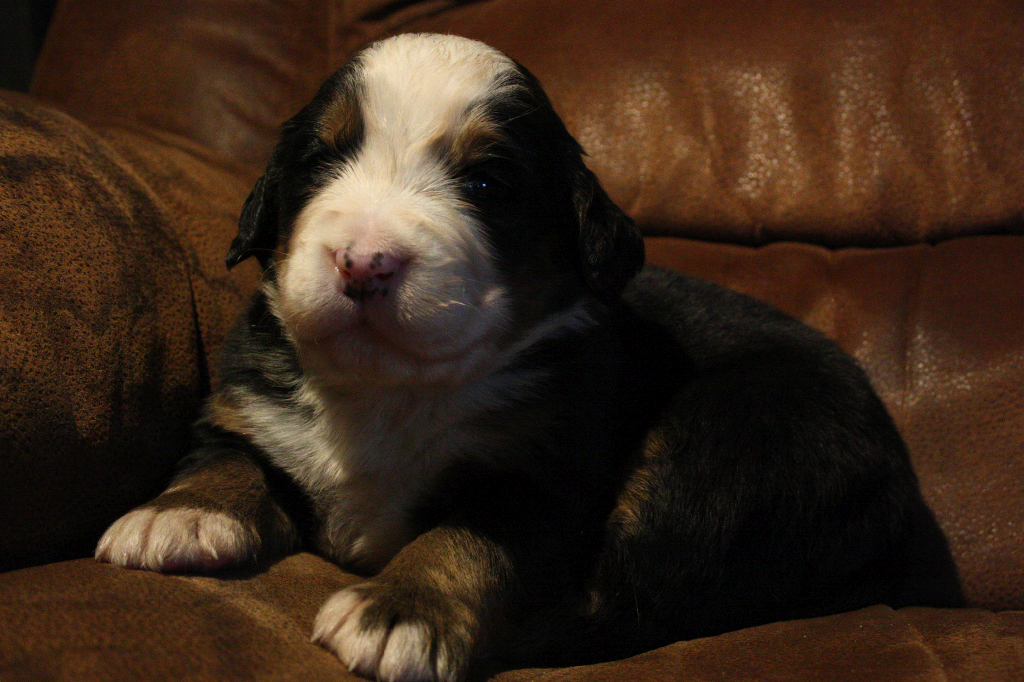 Gallery for d2-litter-bernese
