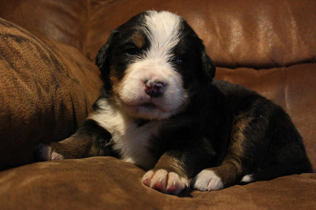 Gallery for d2-litter-bernese