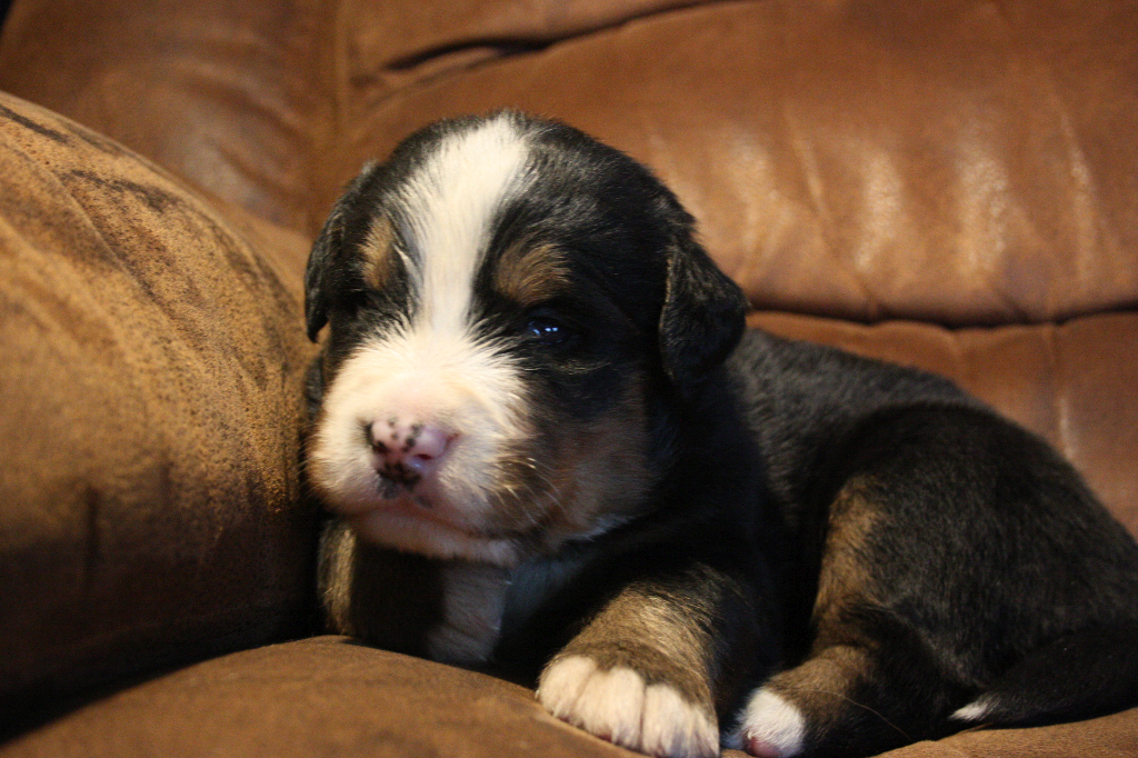 Gallery for d2-litter-bernese