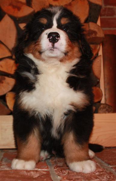 Gallery for j-litter-bernese