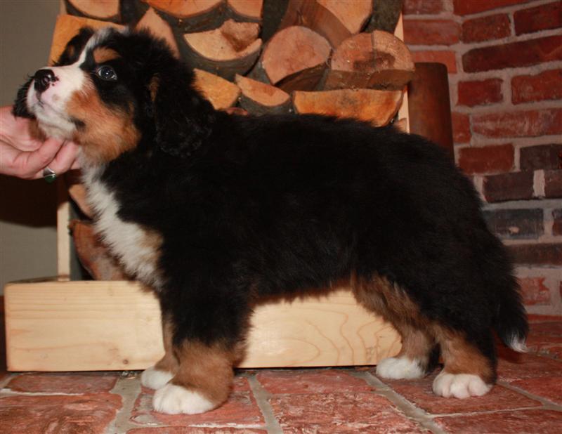 Gallery for j-litter-bernese