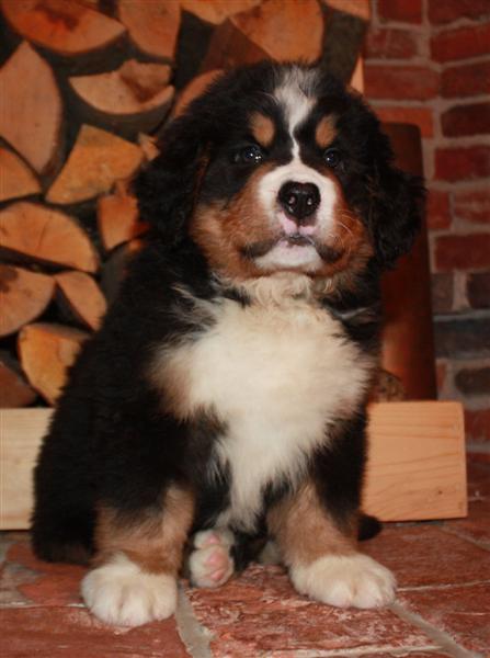 Gallery for j-litter-bernese