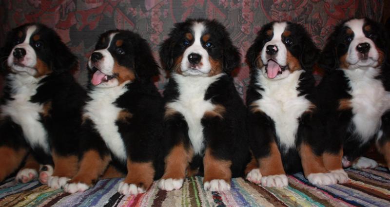 Gallery for i-litter-bernese