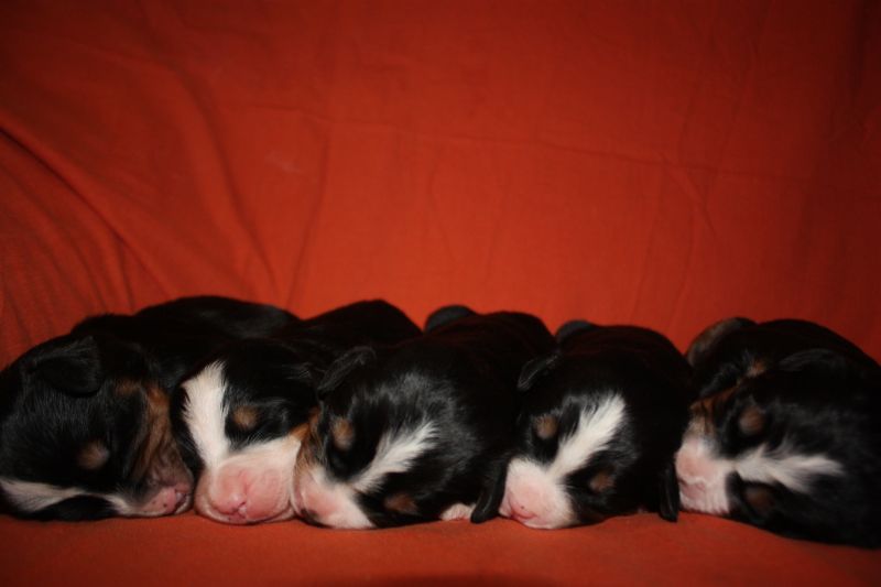 Gallery for l-litter-bernese