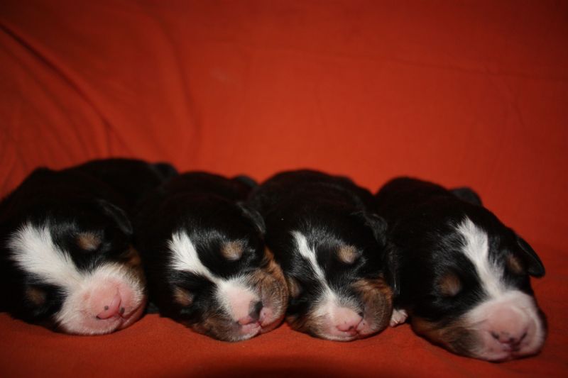 Gallery for l-litter-bernese