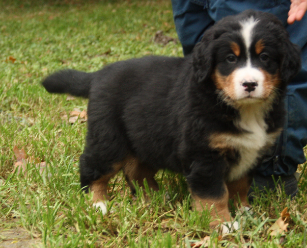 Gallery for d2-litter-bernese