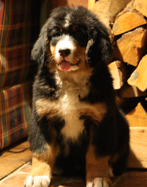 Gallery for d2-litter-bernese