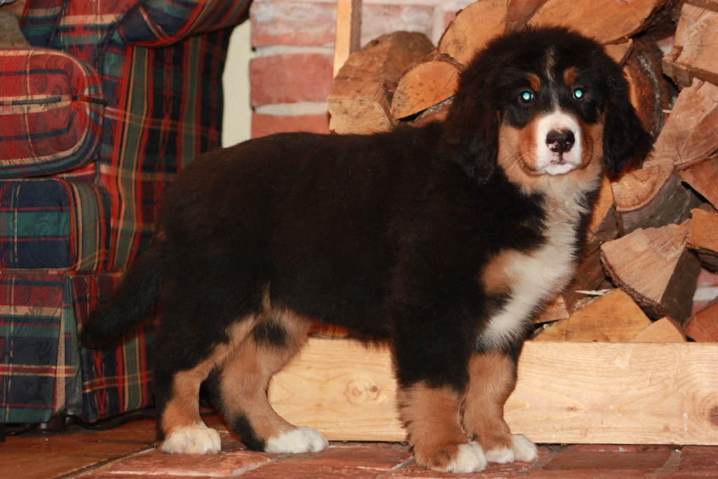 Gallery for d2-litter-bernese