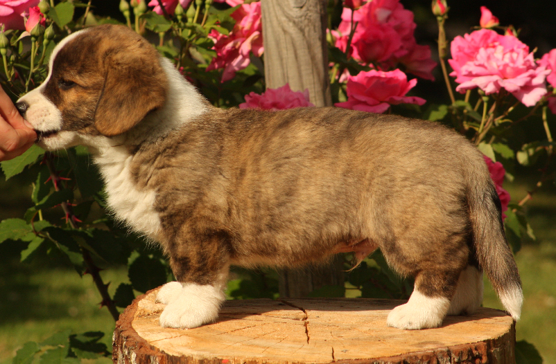 Gallery for o2-litter-cardigan