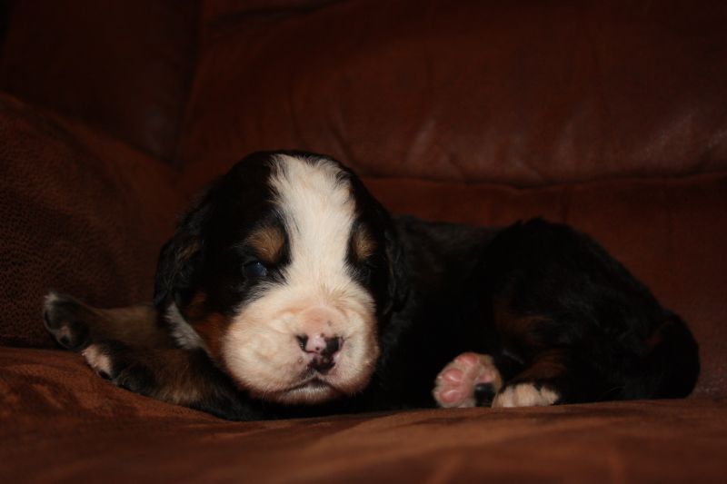 Gallery for u-litter-bernese