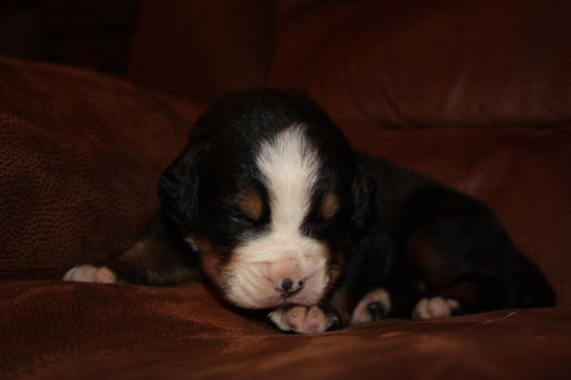 Gallery for u-litter-bernese