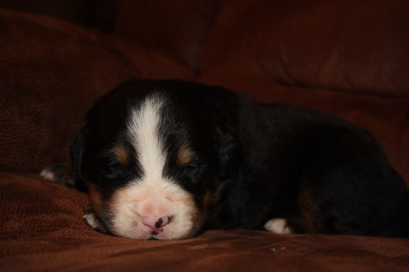 Gallery for u-litter-bernese