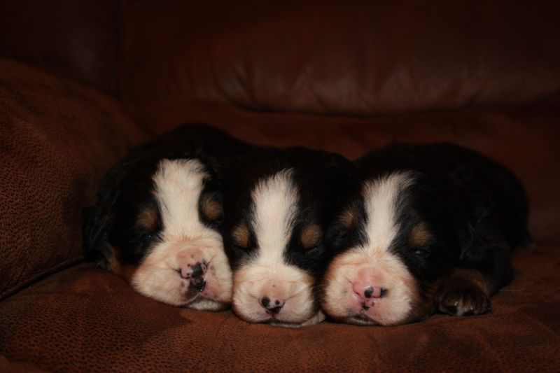 Gallery for u-litter-bernese