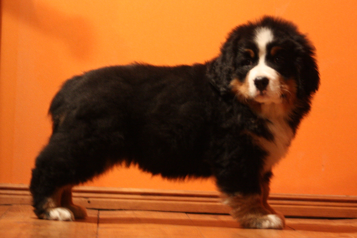Gallery for j2-litter-bernese
