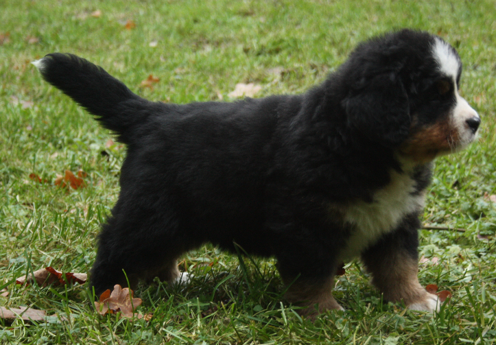 Gallery for d2-litter-bernese
