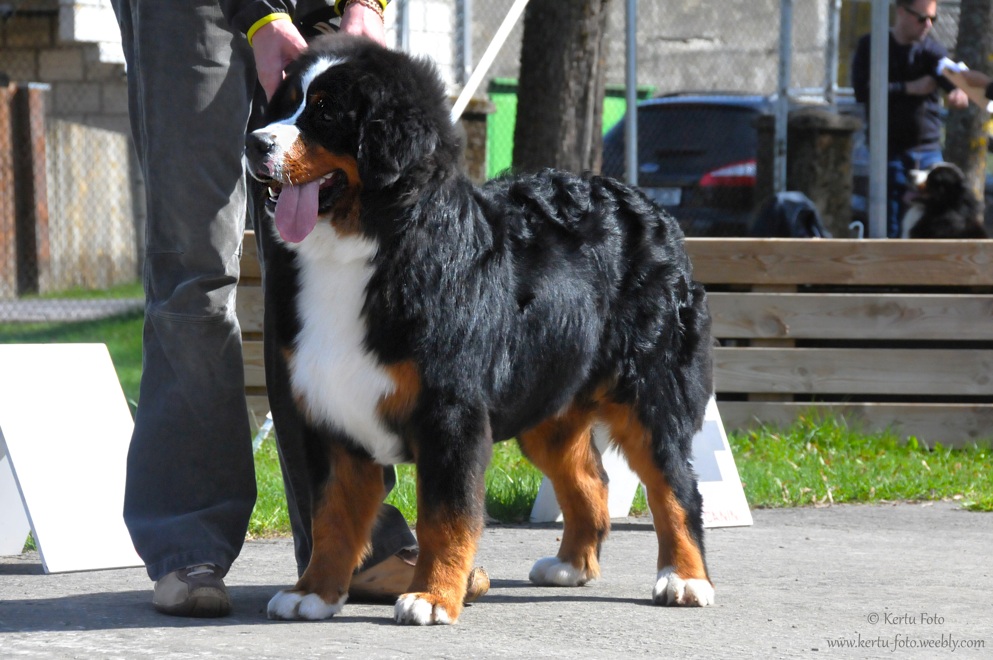Gallery for d2-litter-bernese