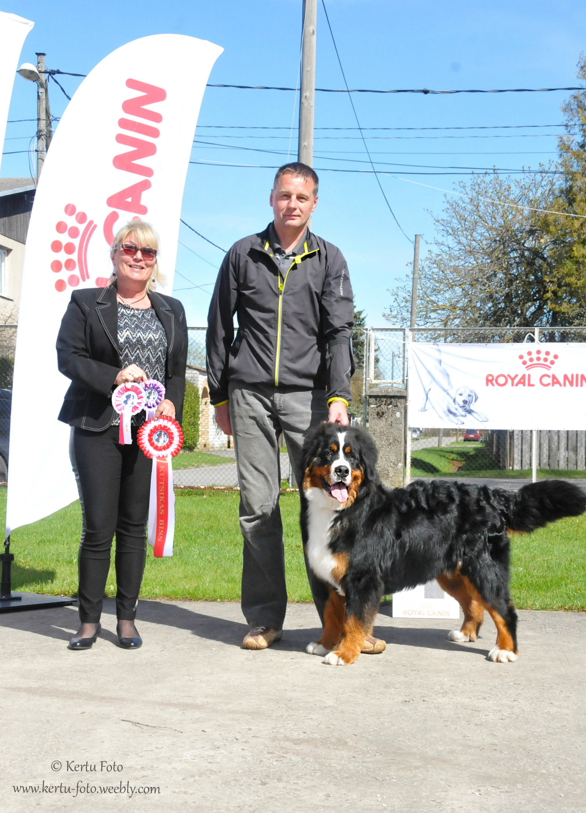 Gallery for d2-litter-bernese