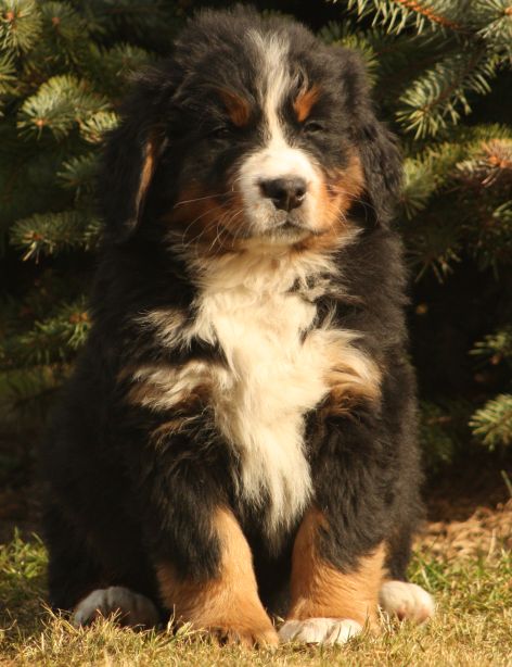 Gallery for w-litter-bernese