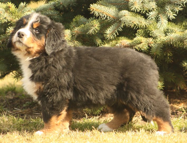 Gallery for w-litter-bernese
