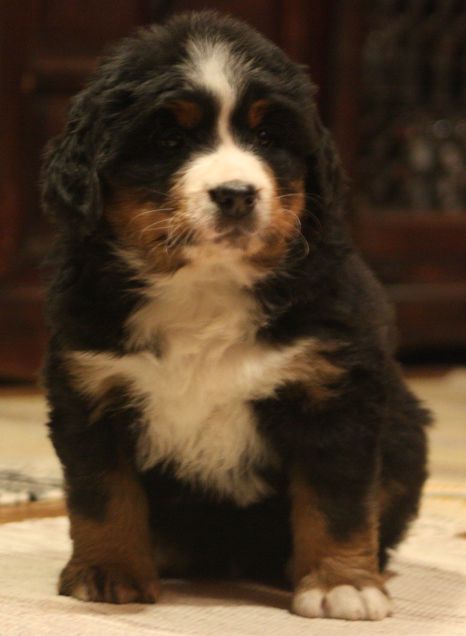 Gallery for w-litter-bernese