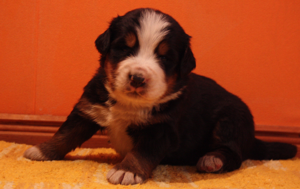 Gallery for p2-litter-bernese