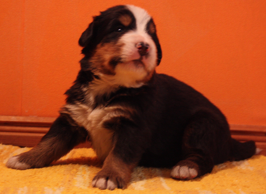 Gallery for p2-litter-bernese
