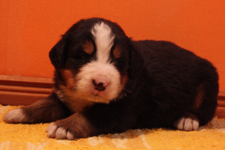 Gallery for p2-litter-bernese