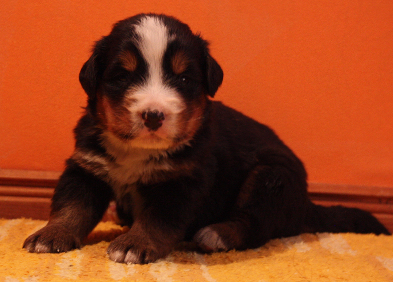Gallery for p2-litter-bernese